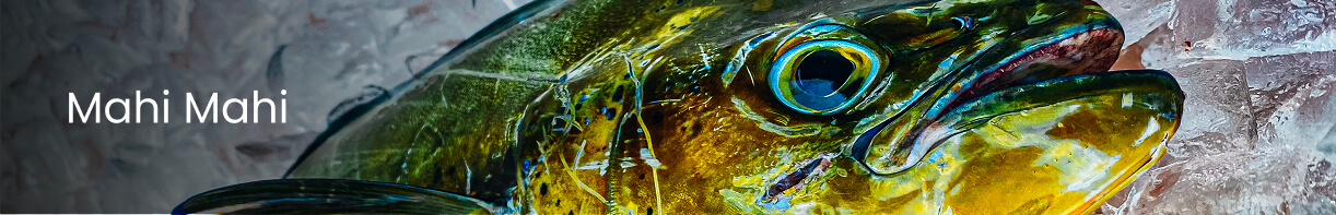 Mahi-Mahi